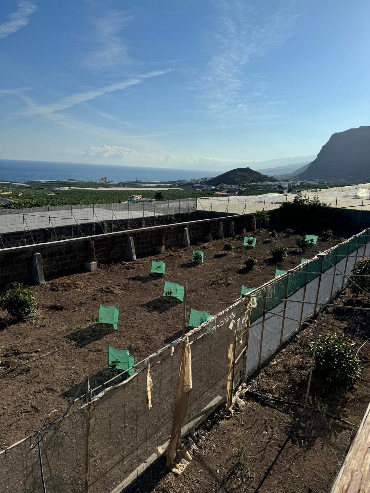 Finca Yanes y Mesa — imagen 8