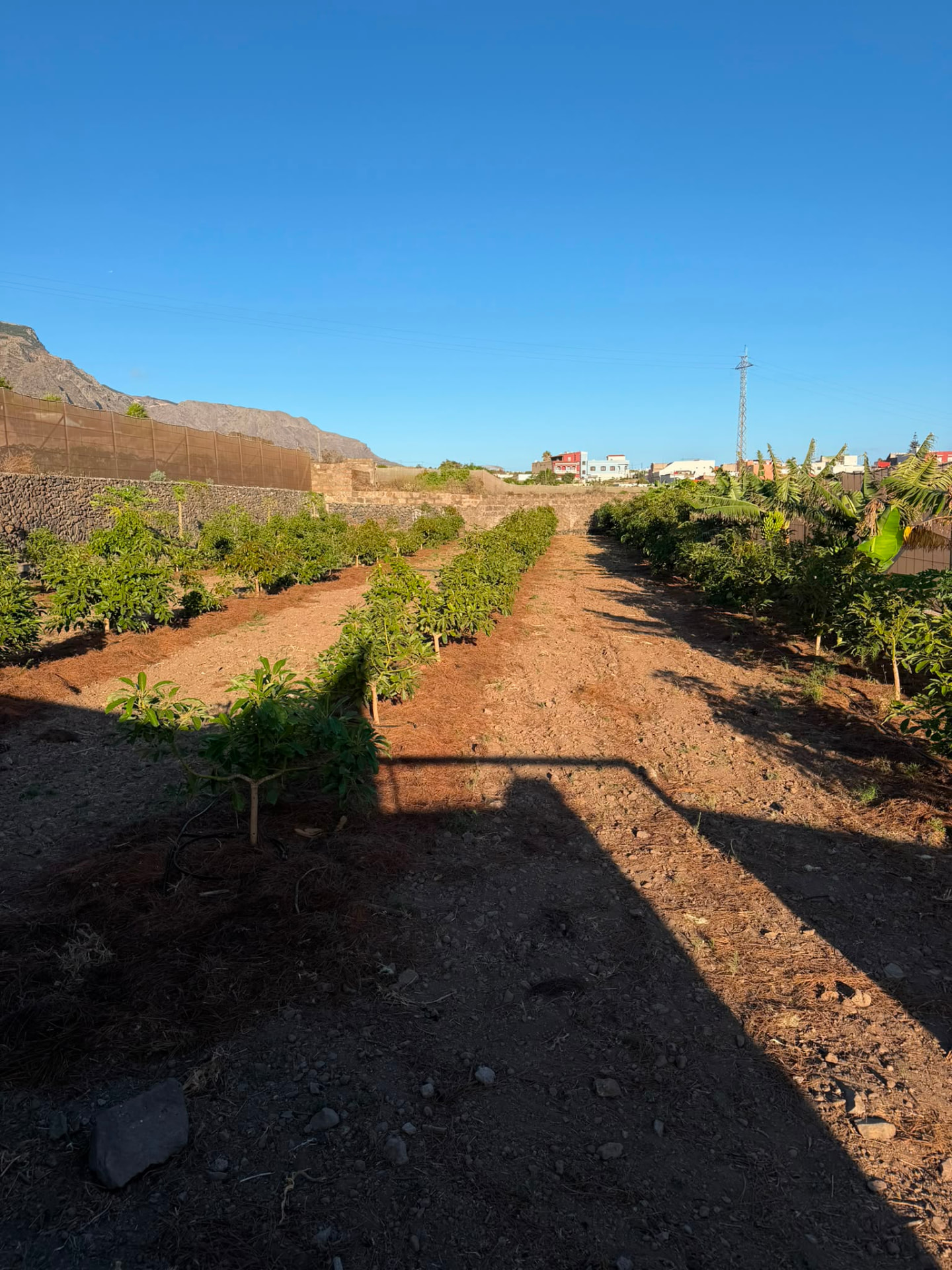 Finca Yanes y Mesa — imagen 4