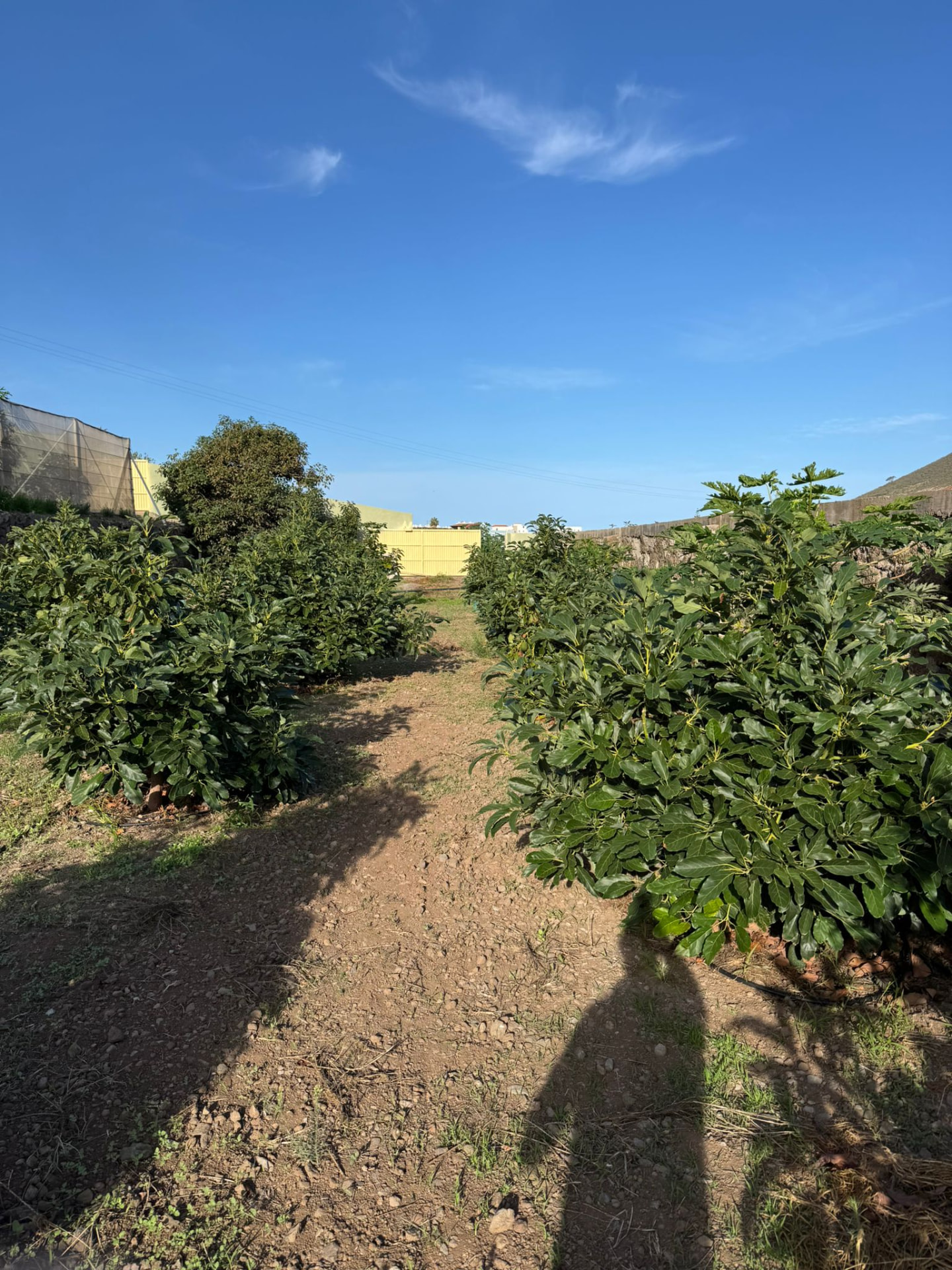 Finca Yanes y Mesa — imagen 2