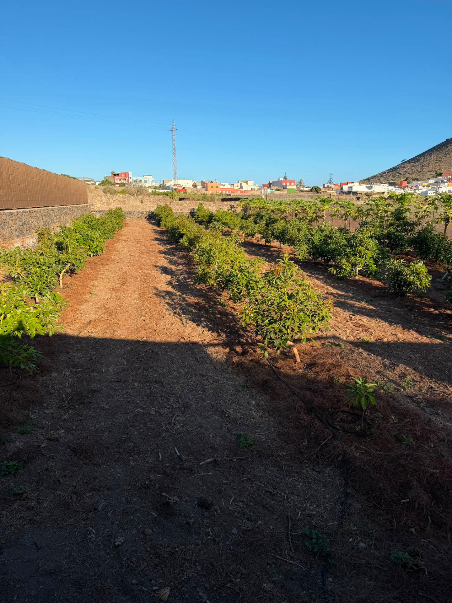 Finca Yanes y Mesa — imagen 1