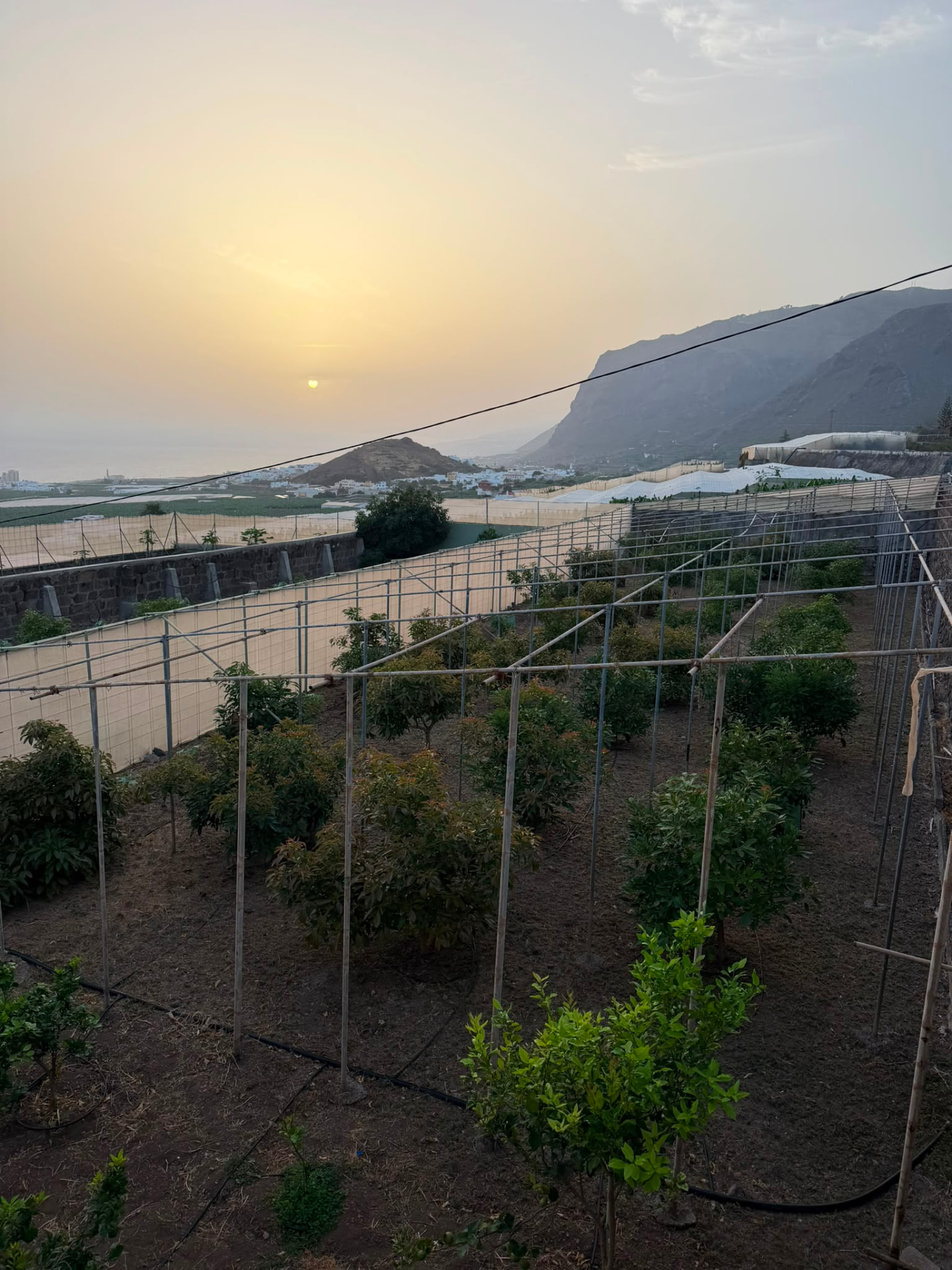 Finca Yanes y Mesa — explotación agrícola propia