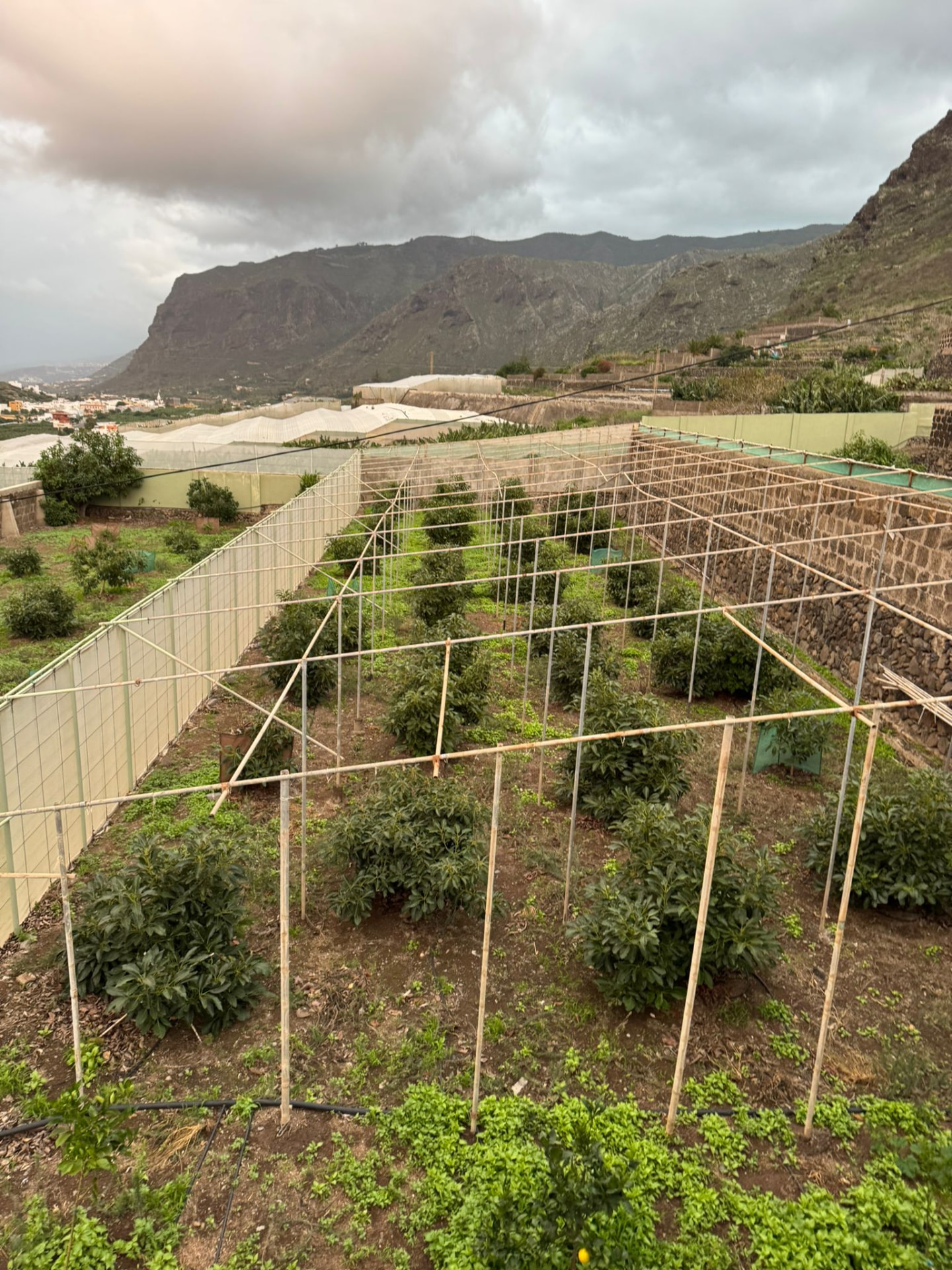 Finca Yanes y Mesa — imagen 5